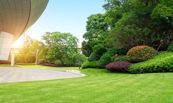 Cost of Commercial Shrub Trimming in Reno