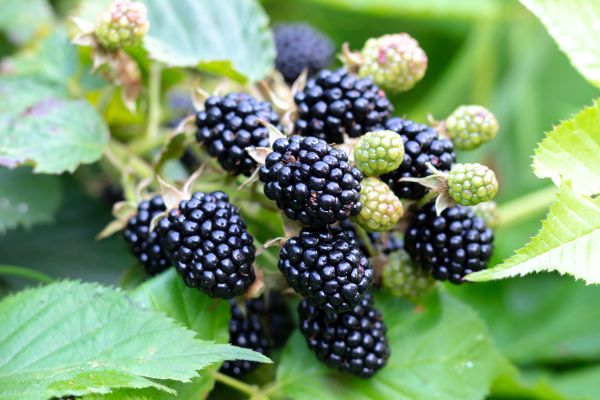 Cost of Blackberry Bush Removal in Reno