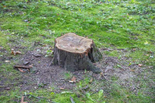 Cost of Bush Stump Removal in Reno