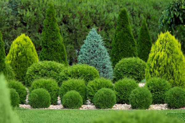 Cost of Bush Trimming Service in Reno