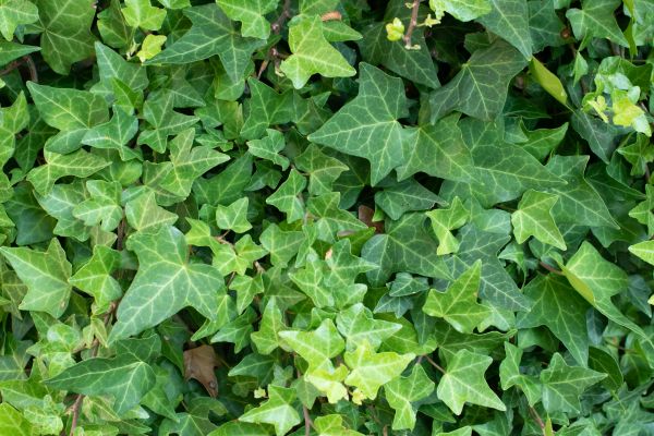 Cost of English Ivy Removal in Reno