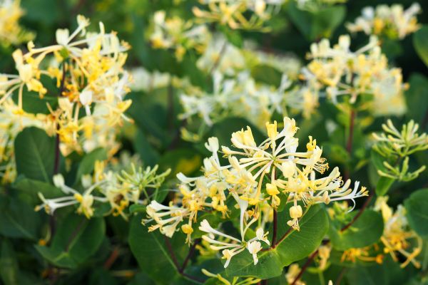 Cost of Honeysuckle Removal in Reno