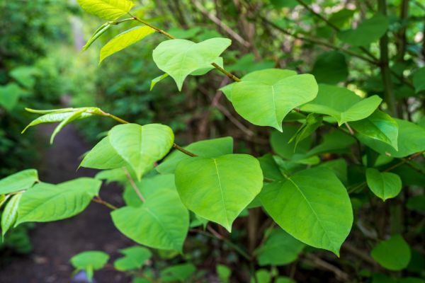 Cost of Invasive Plant Removal in Reno