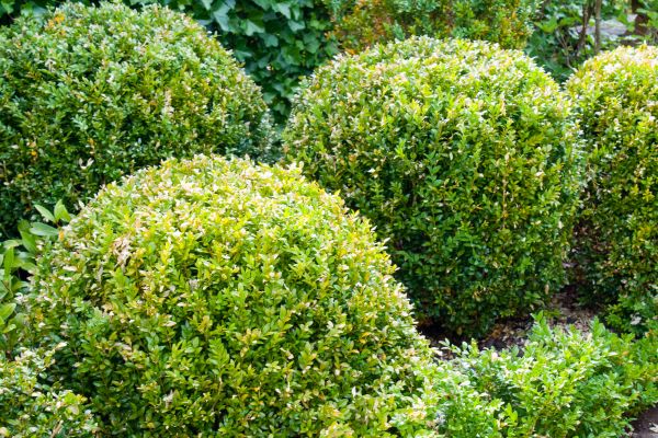 Cost of Landscape Trimming Service in Reno