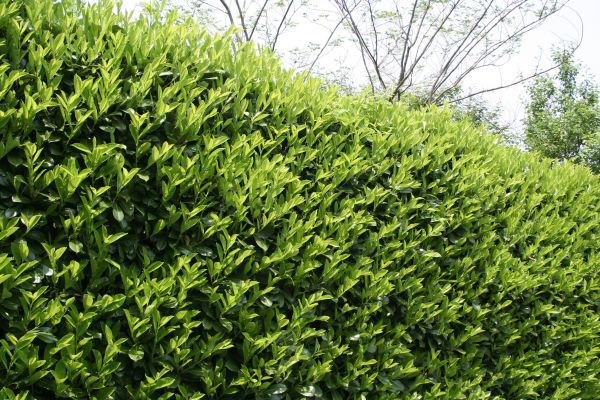 Cost of Laurel Removal in Reno