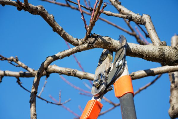 Cost of Pruning Service in Reno