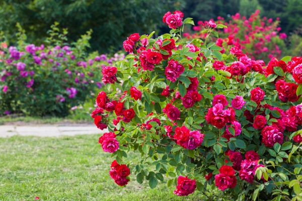 Cost of Rose Bush Pruning in Reno