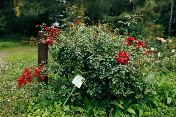 Cost of Rose Bush Removal in Reno