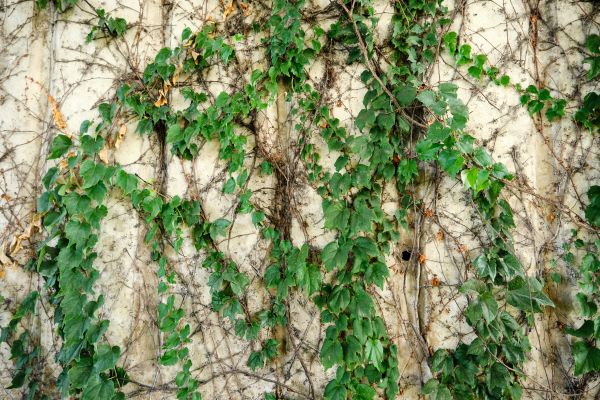Cost of Vine Removal Service in Reno