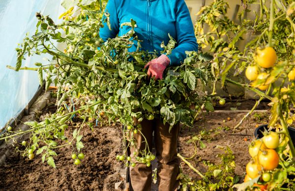Cost of Garden Plant Removal in Reno
