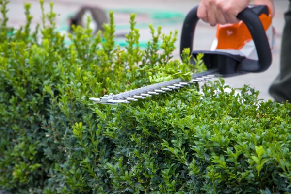 Cost of Hedge Shearing in Reno