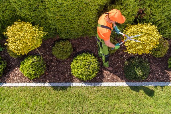 Cost of Topiary Trimming in Reno