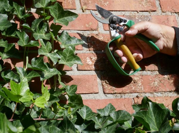 Cost of Ivy Removal Service in Reno