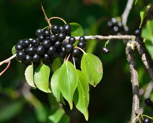 Cost of Buckthorn Removal in Reno