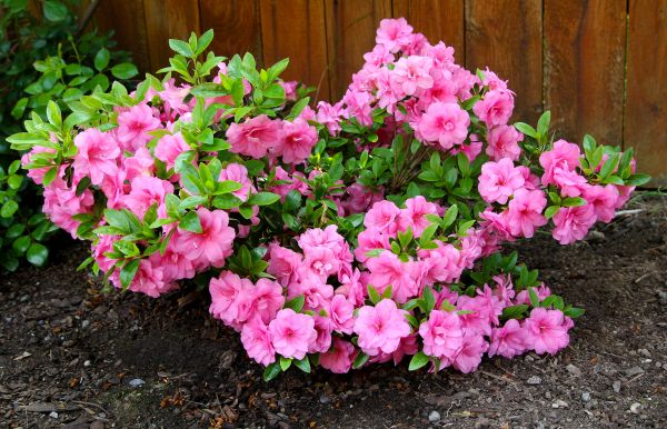 Cost of Azaleas Removal in Reno