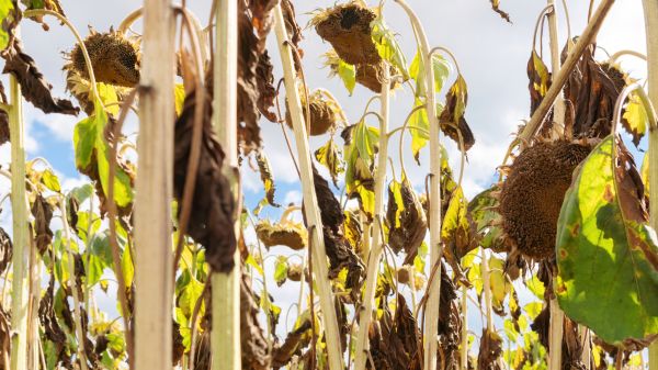 Cost of Dead Plant Removal in Reno