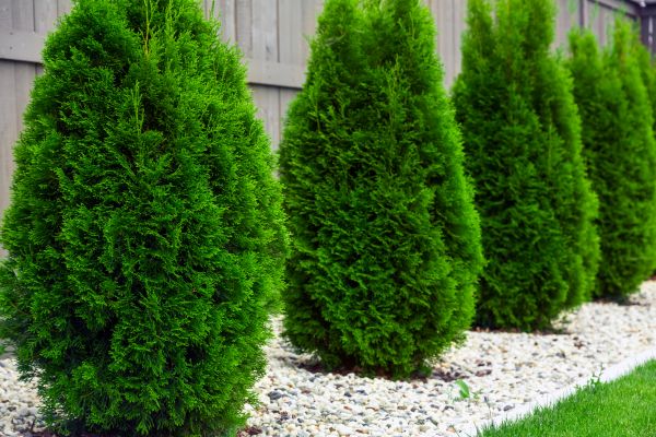 Cost of Arborvitae Pruning in Reno