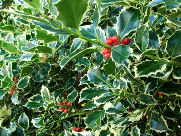 Cost of Holly Bushes Trimming in Reno