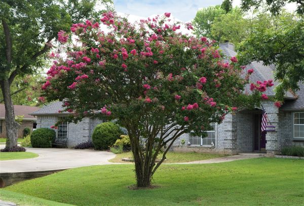 Cost of Crepe Myrtle Trimming in Reno