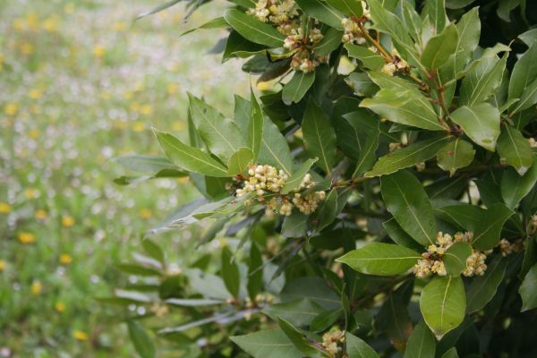 Cost of Laurel Trimming in Reno