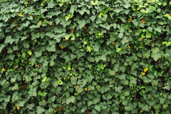 Cost of Ivy Pruning service in Reno