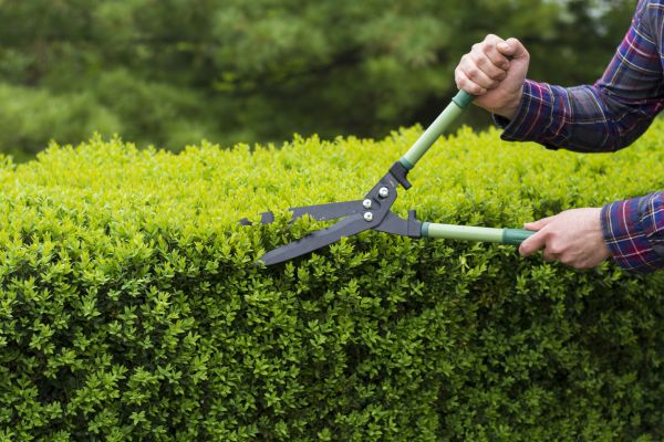 Cost of Evergreen Shrub Pruning in Reno