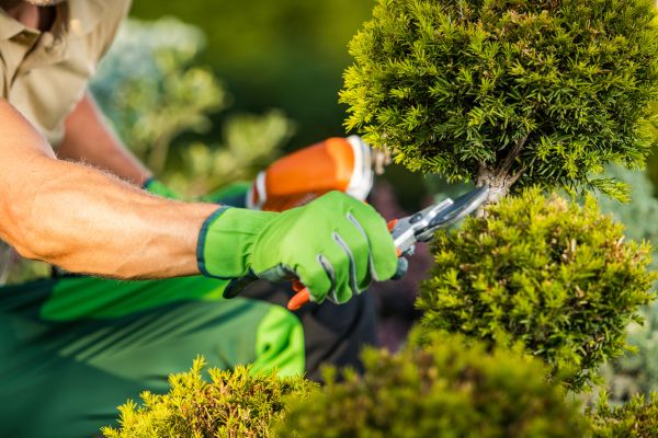 Cost of Landscape Pruning Service in Reno