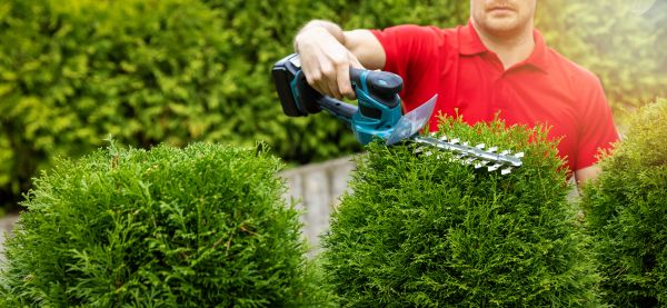 Cost of Hedge Shaping Service in Reno