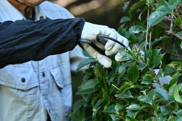 Cost of Holly Pruning in Reno