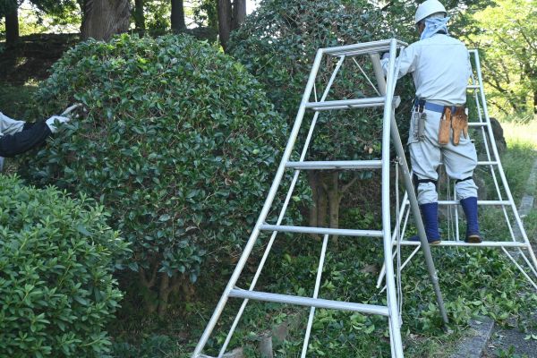 Cost of Holly Shaping in Reno