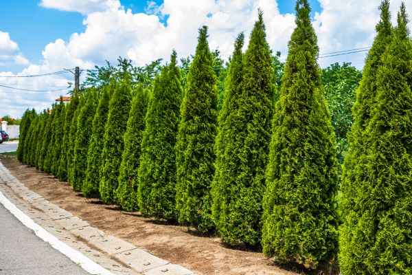 Cost of Arborvitae Shearing in Reno