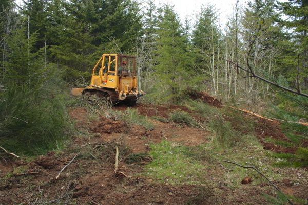 Cost of Shrubbery Clearing in Reno