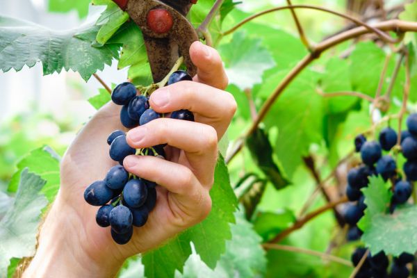 Cost of Vineyard Pruning in Reno