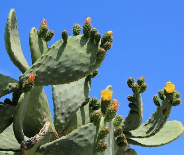 Cost of Cactus Removal in Reno