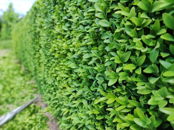 Cost of Boxwood Pruning in Reno