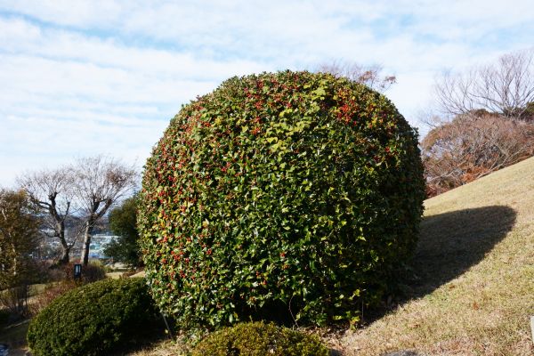 Cost of Holly Shrub Pruning in Reno