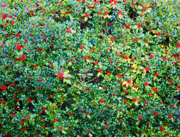 Cost of Holly Bush Removal in Reno