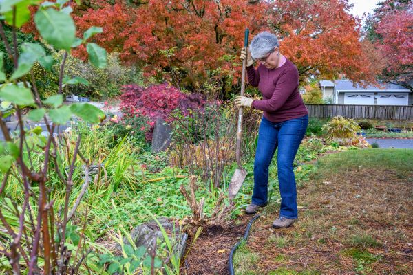 Cost of Dead Bush Removal in Reno