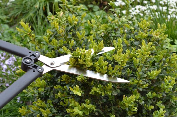 Cost of Boxwood Trimming in Reno