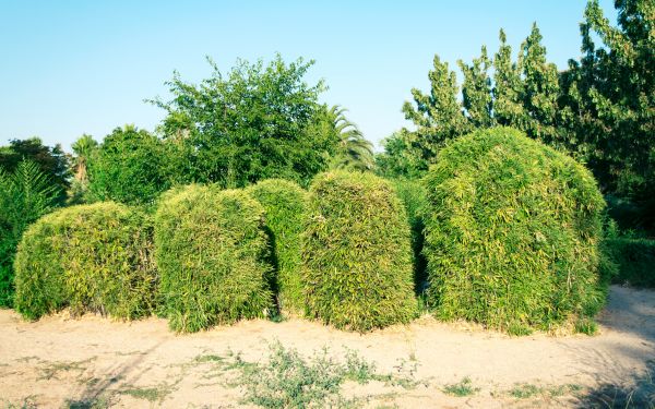 Cost of Bamboo Hedge Removal in Reno