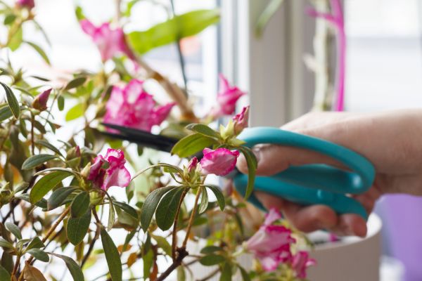 Cost of Azalea Pruning in Reno