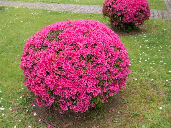 Cost of Rhododendron Pruning in Reno