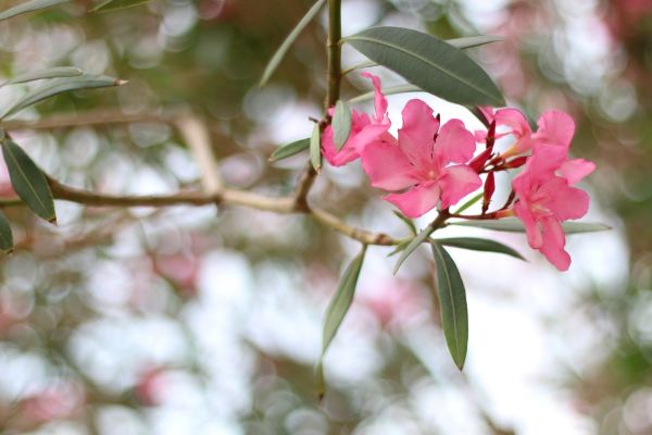 Cost of Oleander Removal in Reno