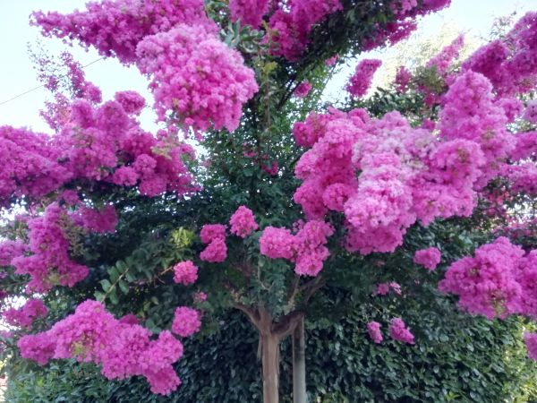 Cost of Crape Myrtle Pruning in Reno