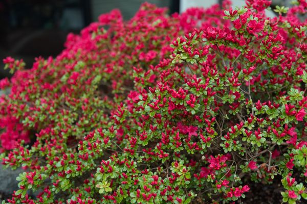 Cost of Weigela Removal Service in Reno