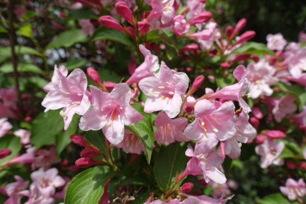 Cost of Weigela Pruning Service in Reno
