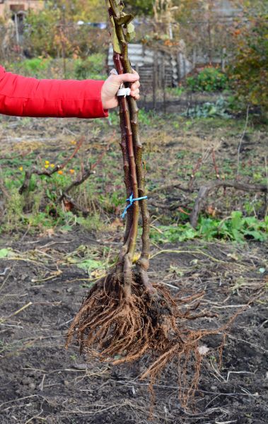 Cost of Shrub Root Removal in Reno