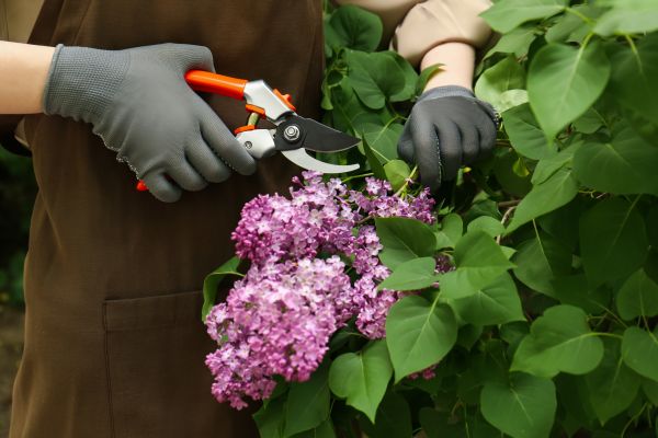 Cost of Lilac Pruning Service in Reno