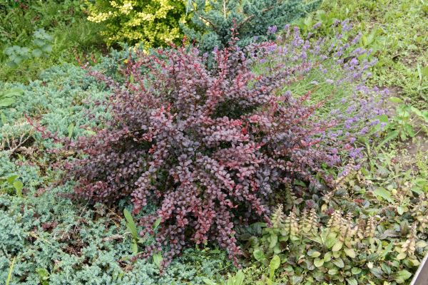 Cost of Japanese Barberry Removal in Reno