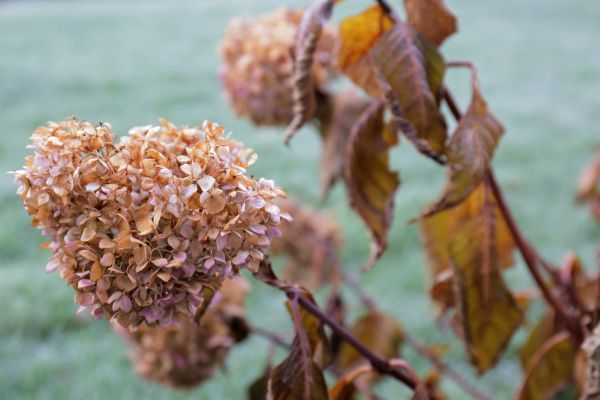 Cost of Hydrangea Removal in Reno